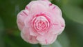 Pink Flower Of Camellia Japonica April Dawn Blush. Camellia Japonicais A Member Of Tea Family Theaceae. Close up. Royalty Free Stock Photo