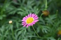 Pink Flower at Cameron Higland