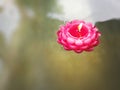 Pink Flower Candle Floating on the Water Royalty Free Stock Photo