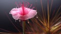 Photorealistic Macro Of Pink Flower With Drops - Uhd Image Royalty Free Stock Photo