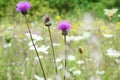 Pink flower carduus nutans, musk thistle among white and yellow flowers on a blooming meadow in summer Royalty Free Stock Photo