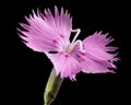 Pink flower of carnation, lat. Dianthus deltoides, isolated on black background Royalty Free Stock Photo