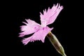 Pink flower of carnation, lat. Dianthus deltoides, isolated on black background Royalty Free Stock Photo