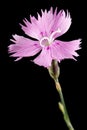 Pink flower of carnation, lat. Dianthus deltoides, isolated on black background Royalty Free Stock Photo