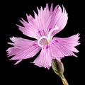 Pink flower of carnation, lat. Dianthus deltoides, isolated on black background Royalty Free Stock Photo