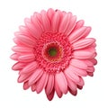 Realistic Pink Daisy Photo With Stunning Detail On White Background