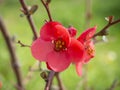 Pink flower Chaenomeles japonica on a branch close-up