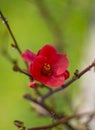 Pink flower Chaenomeles japonica on a branch close-up