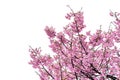 Pink flower, Cherry blossoms tree isolated on white background Royalty Free Stock Photo