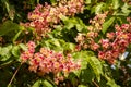 Pink flower chestnut spring