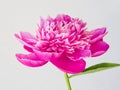 Pink flower of Chinese peony, Paeonia lactiflora, on white background Royalty Free Stock Photo