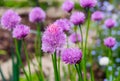 A pink flower of chives, Allium schoenoprasum Royalty Free Stock Photo