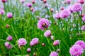 A pink flower of chives, Allium schoenoprasum Royalty Free Stock Photo