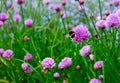 A pink flower of chives, Allium schoenoprasum Royalty Free Stock Photo