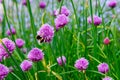 A pink flower of chives, Allium schoenoprasum Royalty Free Stock Photo