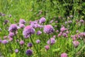 A pink flower of chives, Allium schoenoprasum growing in the garden. Their relatives include the common onions, garlic, shallot, Royalty Free Stock Photo