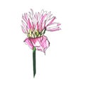 Pink Flower Chives watercolor illustration