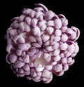 Pink flower chrysanthemum. black isolated background with clipping path. Closeup. no shadows.