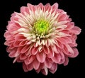 Pink flower chrysanthemum, black isolated background with clipping path. Closeup. no shadows.