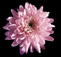 Pink flower chrysanthemum, garden flower, black isolated background with clipping path. Closeup. no shadows. blue centre. Royalty Free Stock Photo