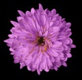 Pink flower chrysanthemum, garden flower, black isolated background with clipping path. Closeup. no shadows. green centre. Royalty Free Stock Photo