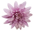 Pink flower chrysanthemum. garden flower. white isolated background with clipping path. Closeup. no shadows. Royalty Free Stock Photo