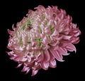 Pink flower chrysanthemum isolated on black background. For design. Clearer focus. Closeup. Royalty Free Stock Photo