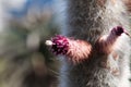 Pink flower of a Cleistocactus strausii