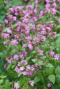 The pink flower of the Clifford Moor , Silene diocia Royalty Free Stock Photo