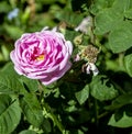 Pink flower of a climbing rose on a Bush Royalty Free Stock Photo