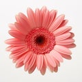 Pink Flower Clipart With White Eyes In The Style Of Do Ho Suh