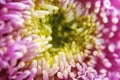 Pink flower close-up chrysanthemum single flower Royalty Free Stock Photo