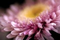 Pink flower close-up chrysanthemum single flower Royalty Free Stock Photo