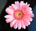 Pink flower close up daisy gerbera on black Royalty Free Stock Photo