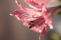 pink flower close-up light bokeh background water drops Royalty Free Stock Photo