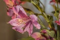 pink flower close-up macro bokeh background water drops light Royalty Free Stock Photo
