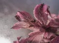 pink flower close-up macro bokeh background water drops light Royalty Free Stock Photo