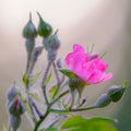 Pink flower