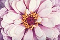 Pink flower closeup, garden zinnia macro background