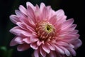 Pink flower closeup photo. Generate Ai