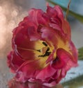 pink flower closeup tulip bokeh background