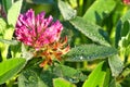 Pink flower of a clover blossom on a meadow Royalty Free Stock Photo