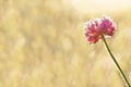 Pink flower of a clover is covered with hoarfrost close up Royalty Free Stock Photo