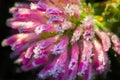 Pink flower of a clover is covered with hoarfrost macro Royalty Free Stock Photo
