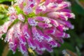 Pink flower of a clover is covered with hoarfrost macro Royalty Free Stock Photo