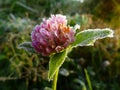 Pink flower of a clover is covered with hoarfrost close up