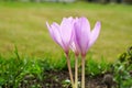 pink flower Colchicum Colchicaceae in garden