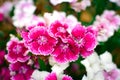 Pink flower,Colorful flower background,wallpaper plant Royalty Free Stock Photo