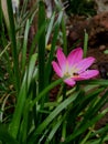 Pink flower colour pop