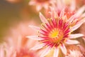 Pink Flower of a blooming Common Houseleek, Sempervivum Tectorum, Plant of the alps.